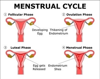 menstrual-cycle-detailed